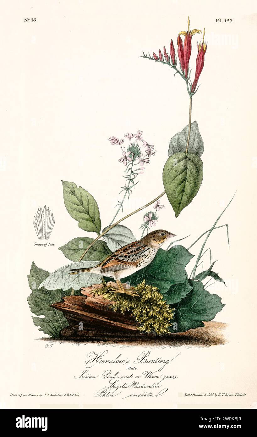 Reich detaillierter und bunt illustrierter Vogel zwischen üppigen Blättern und blühenden Pflanzen. Von J.J. Audubon: Birds of America, 1840 Stockfoto