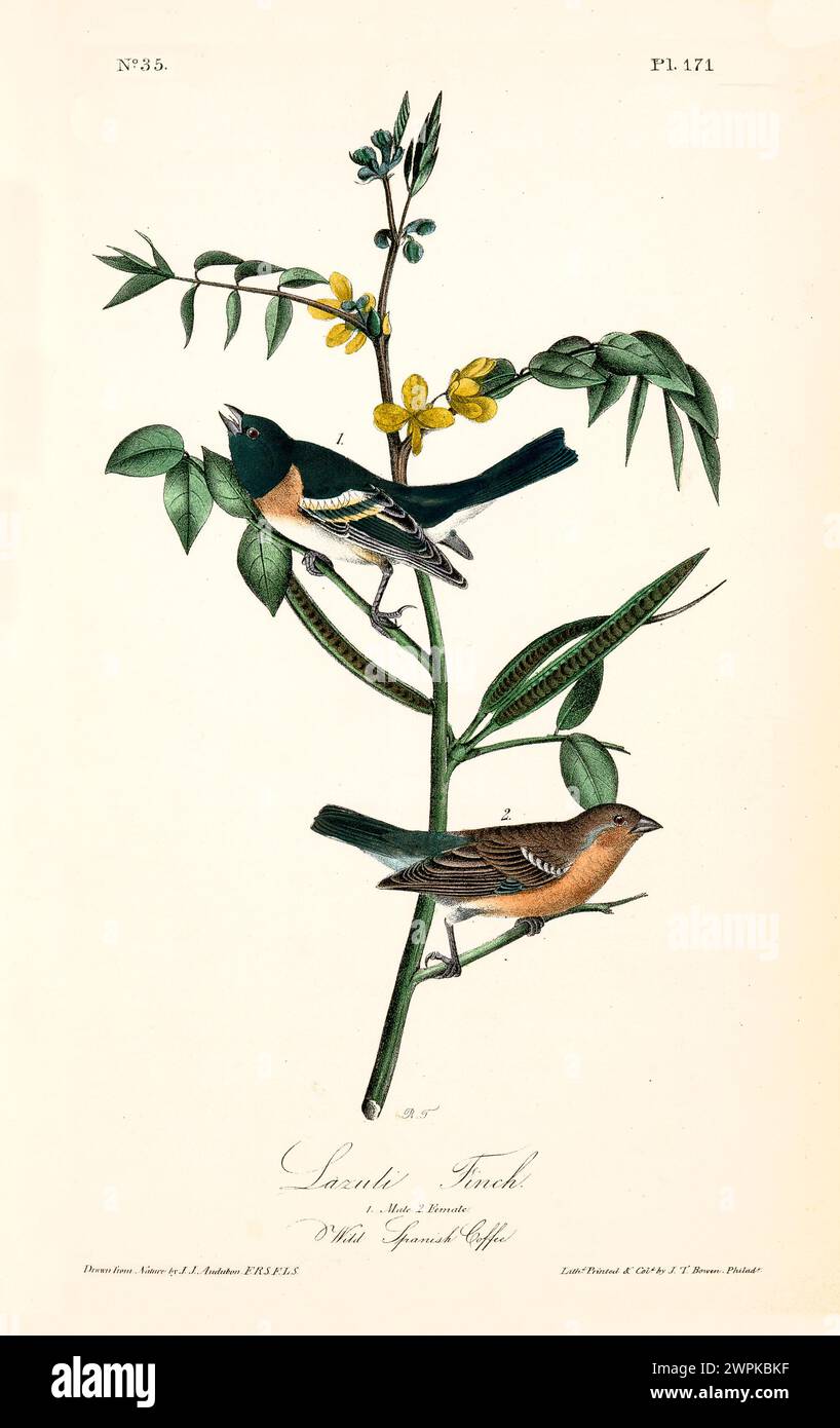 Detailreiche und farbenfroh illustrierte Finken auf einem Zweig wilden spanischen Kaffees. Von J.J. Audubon: Birds of America, 1840 Stockfoto