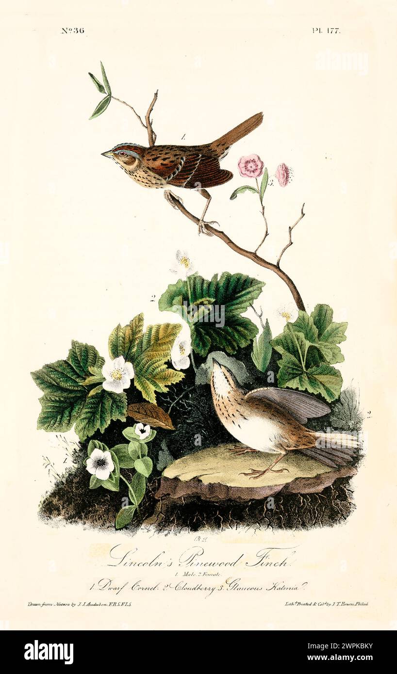 Reich detaillierte und bunt illustrierte Finken auf Zweigen mit Wildblumen und Blättern. Von J.J. Audubon: Birds of America, 1840 Stockfoto