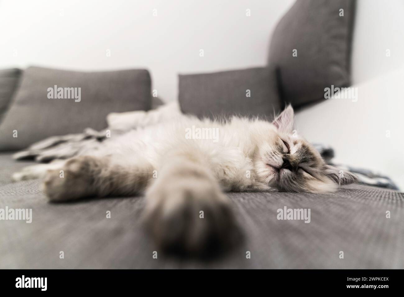 Eine schöne junge Hauskatze, die drinnen schläft Stockfoto
