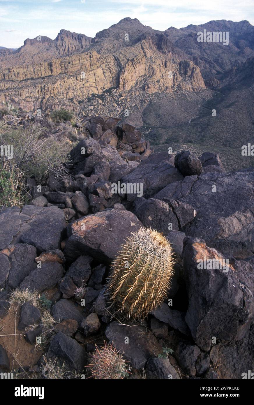 Fasskaktus versteckt hinter den Steinen, Arizona, USA. Stockfoto