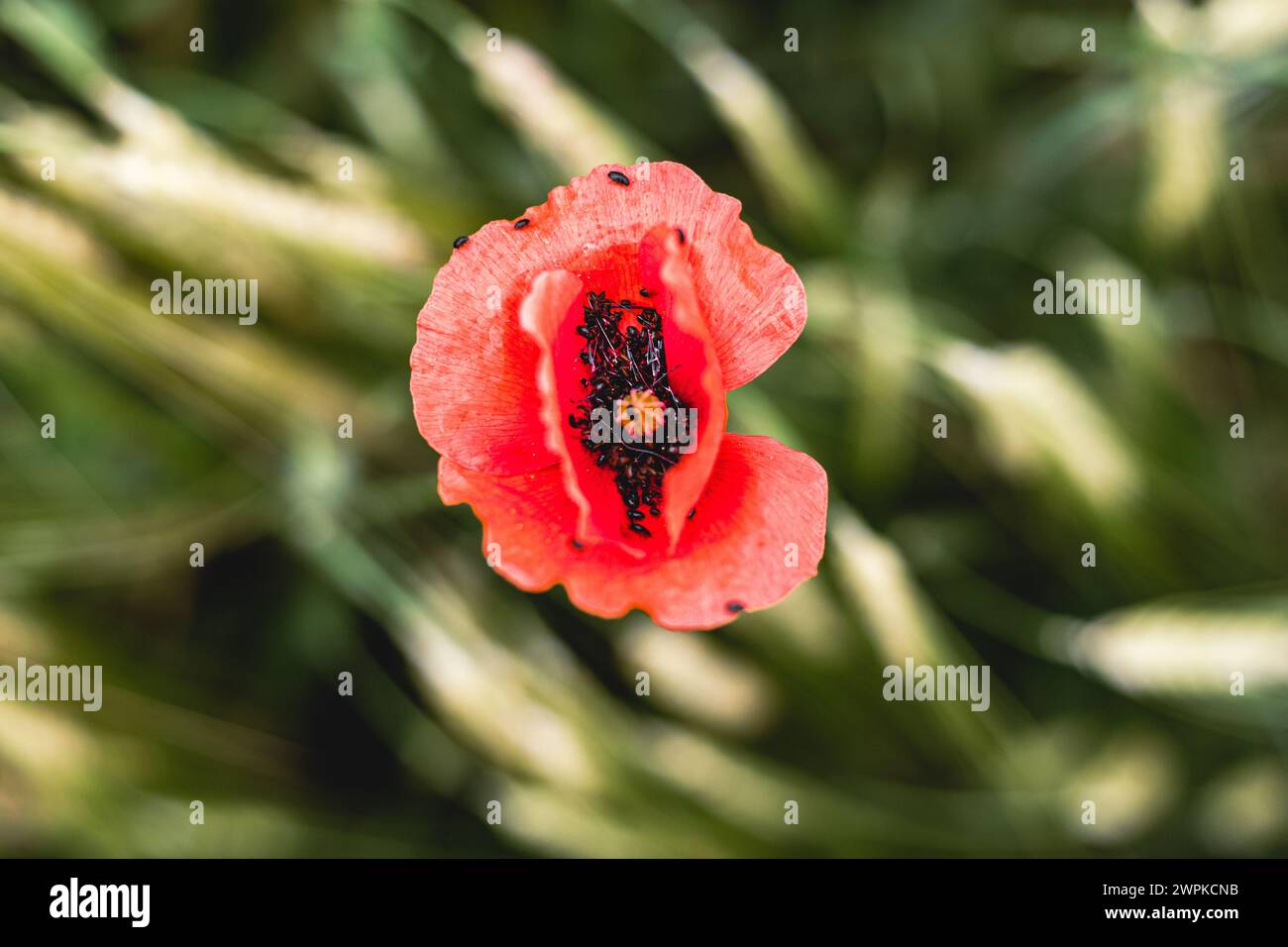 Eine hübsche Mohnblume allein auf einem Feld im Sommer Stockfoto