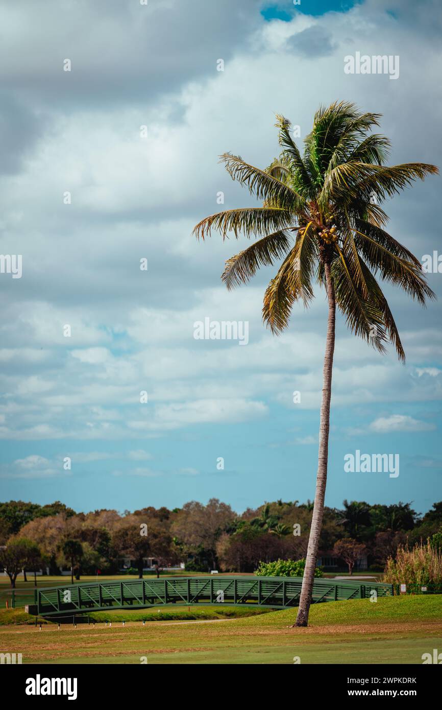 Palmen mit blauem Himmel Florida Landschaft Stockfoto