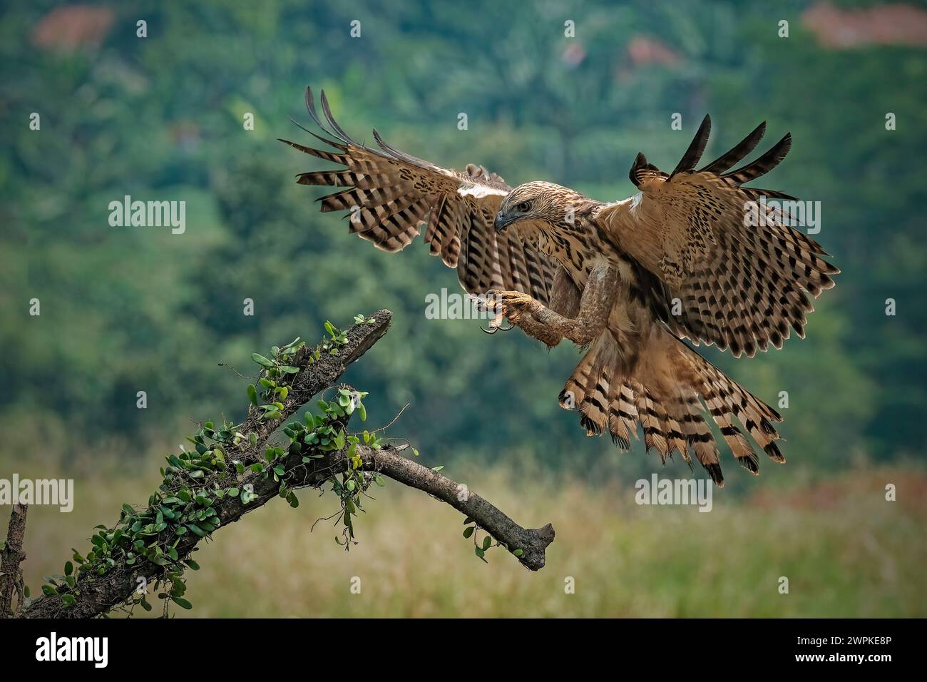 Wechselbarer Falkenadler fangen kleine Warane Stockfoto