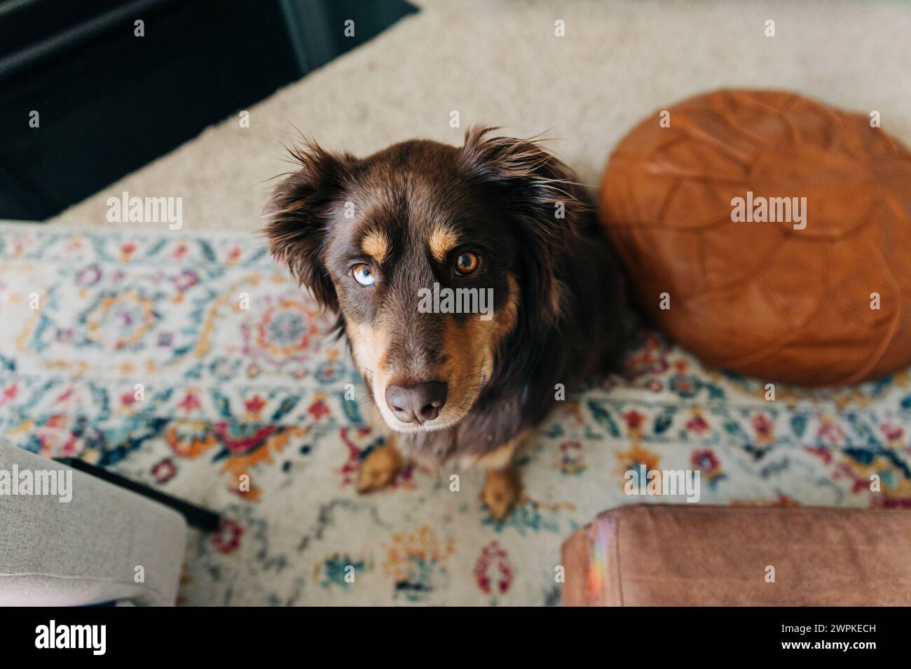 Dreifarbiger australischer Schäferhund sitzt im Wohnzimmer Stockfoto