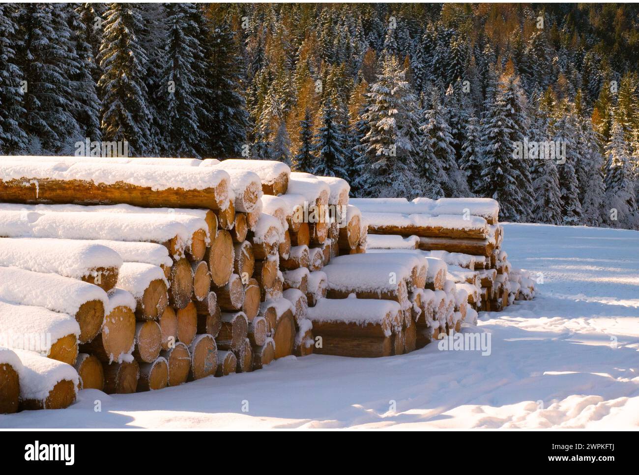 Ein Haufen geschnittener, mit Schnee bedeckter Stämme in einem Wald Stockfoto