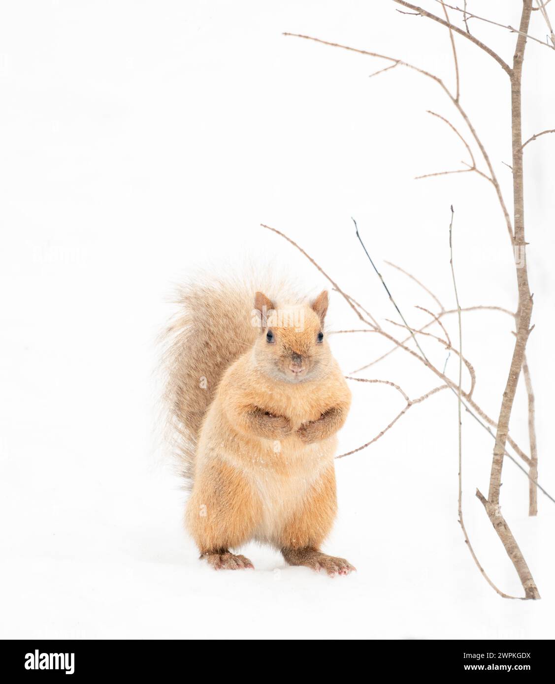 Nahaufnahme des süßen Albino blonden Eichhörnchens auf verschneiten Hintergrund. Stockfoto