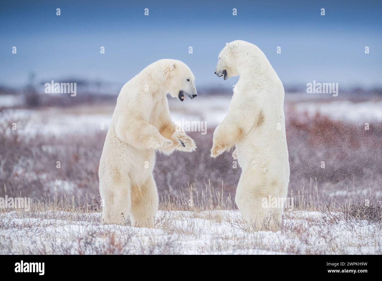 Jetzt umarmen wir KANADA ENTZÜCKENDE Bilder von zwei Eisbären, die miteinander spielen, werden dich zum Kichern bringen. Etwa zwei Jahre alt, diese Bärenschwestern Stockfoto
