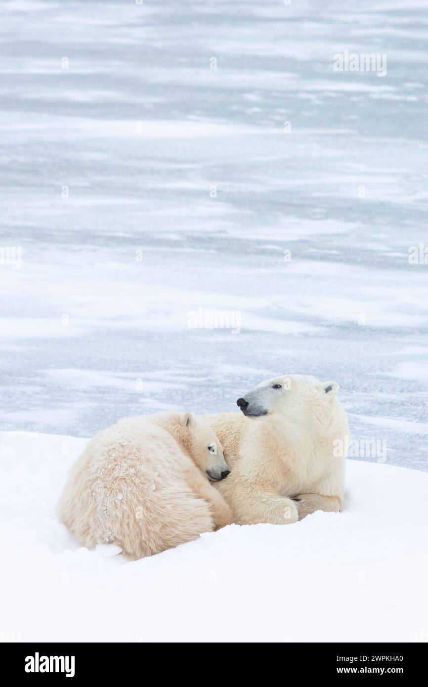 Polar Love CANADA BEZAUBERNDE Bilder von zwei Eisbären, die miteinander spielen, werden Sie zum Kichern bringen. Etwa zwei Jahre alt, diese Bären sibl Stockfoto