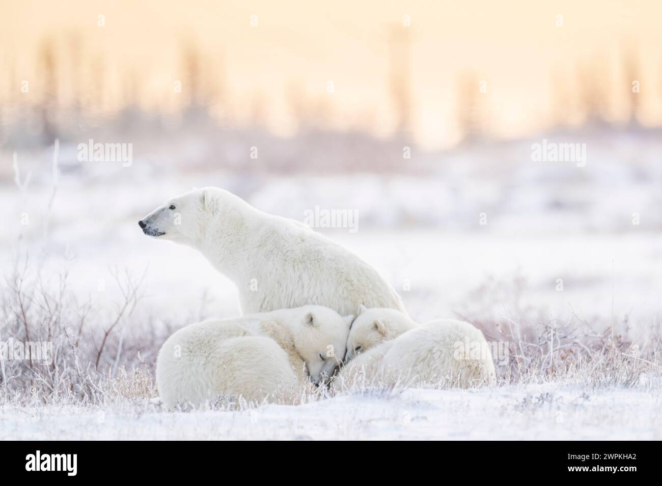 Die Familie, die zusammen chillt, die BEZAUBERNDEN Bilder von zwei Eisbären, die miteinander spielen, werden Sie zum Kichern bringen. Etwa zwei Jahre Stockfoto