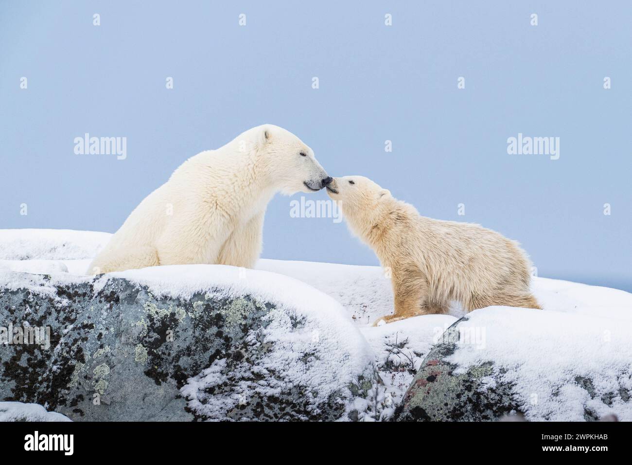 Kostbare Momente mit der Familie KANADA BEZAUBERNDE Bilder von zwei Eisbären, die miteinander spielen, werden Sie zum Kichern bringen. Etwa zwei Jahre alt Stockfoto