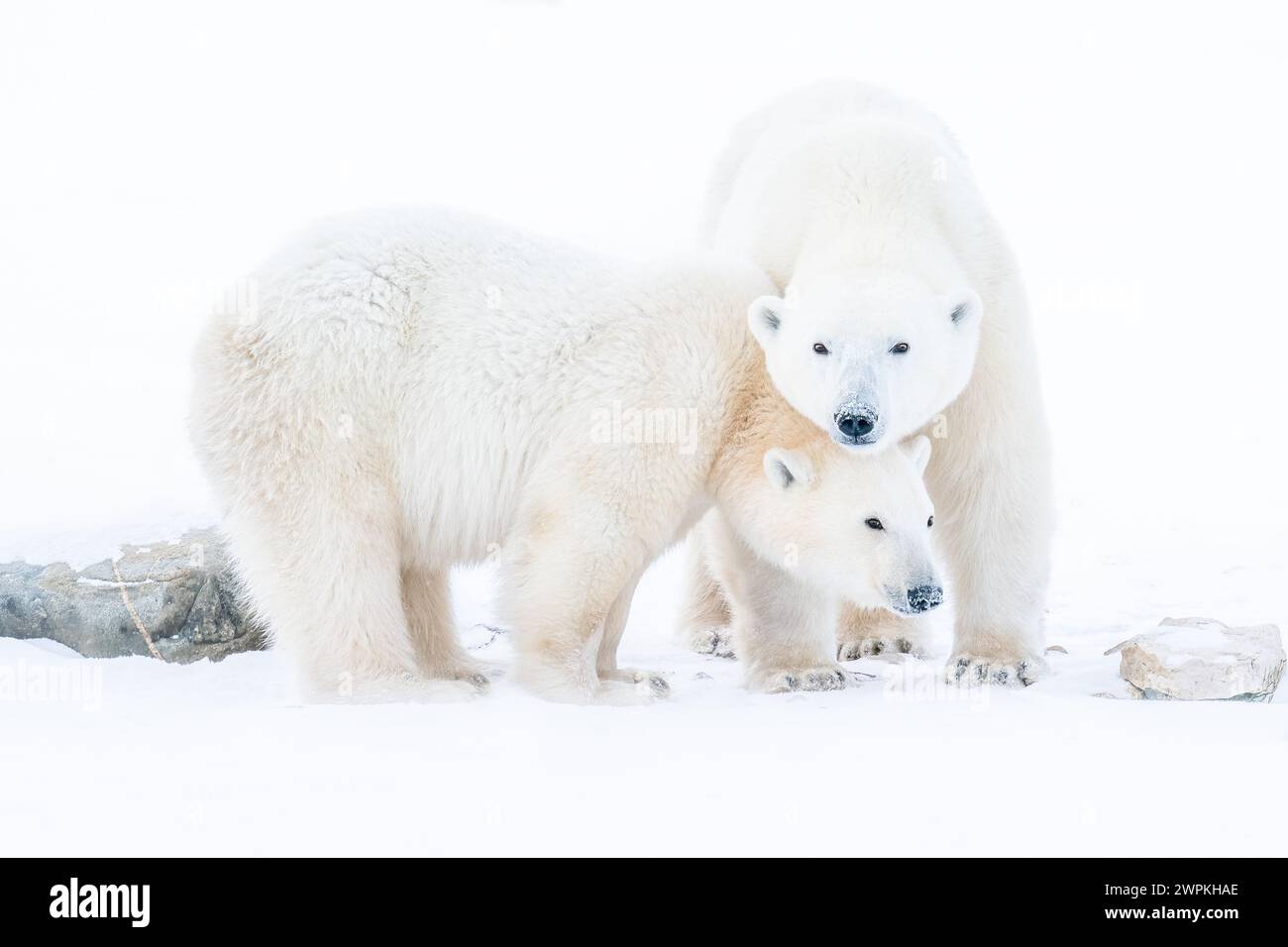 Eisbären sind die süßesten, aus der Ferne werden DIE BEZAUBERNDEN Bilder von zwei Eisbären, die miteinander spielen, zum Kichern bringen. Arou Stockfoto