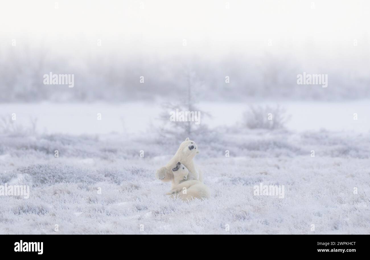Miteinander zu kämpfen, ist ihre Liebessprache. KANADA ENTZÜCKENDE Bilder von zwei Eisbären, die miteinander spielen, werden Sie zum Kichern bringen. Stockfoto