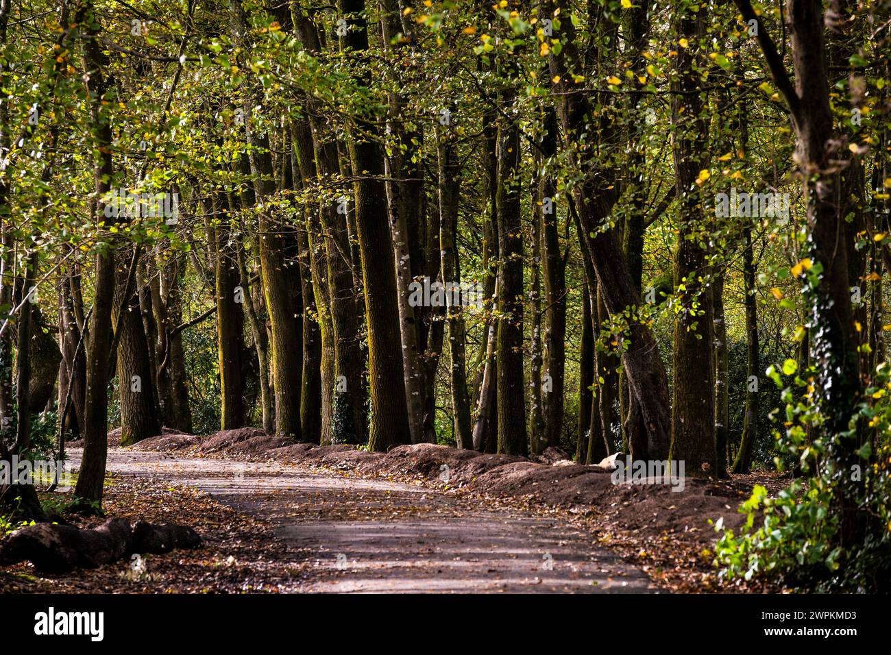 Ein Wanderweg im Tehidy Woods Country Park in Cornwall, Großbritannien. Stockfoto
