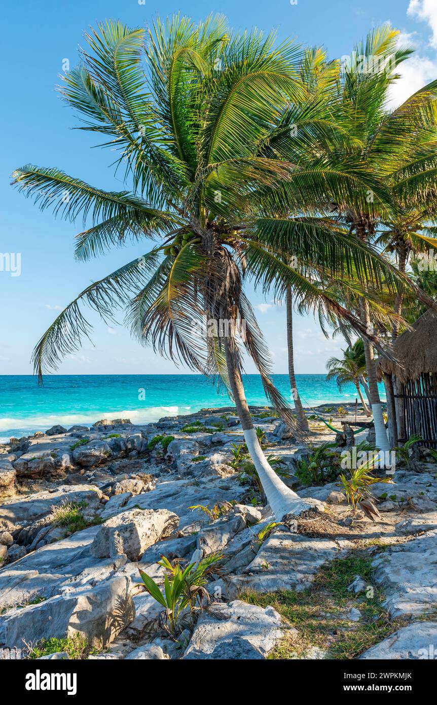 Palmen am Tulum Beach und am Karibischen Meer, Yucatan, Mexiko. Stockfoto