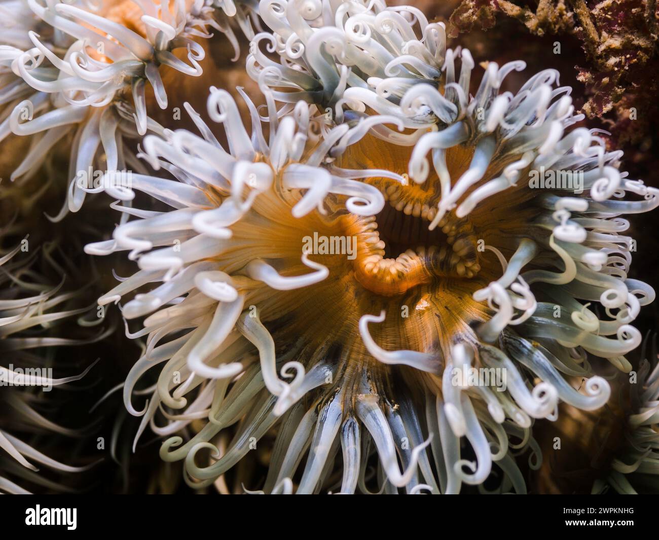 Nahaufnahme einer gestreiften Anemone unter Wasser mit hellgelbem Körper und weißen Tentakeln Stockfoto