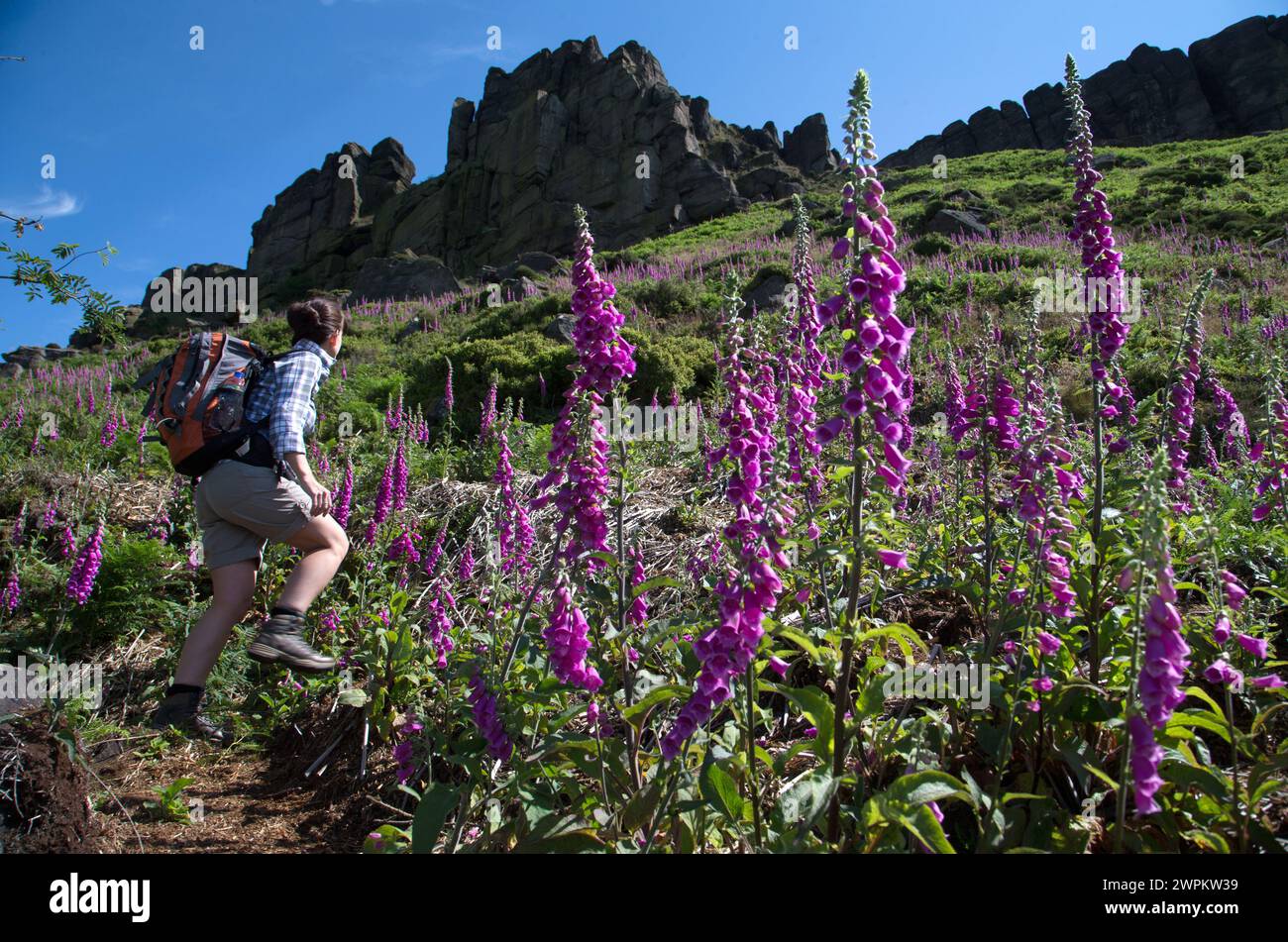 07/15 Melanie Yates wandert durch die Fuchshandschuhe. Regen und heiße Sonne haben Zehntausende von Foxhandschuhen zur Blüte gebracht Stockfoto