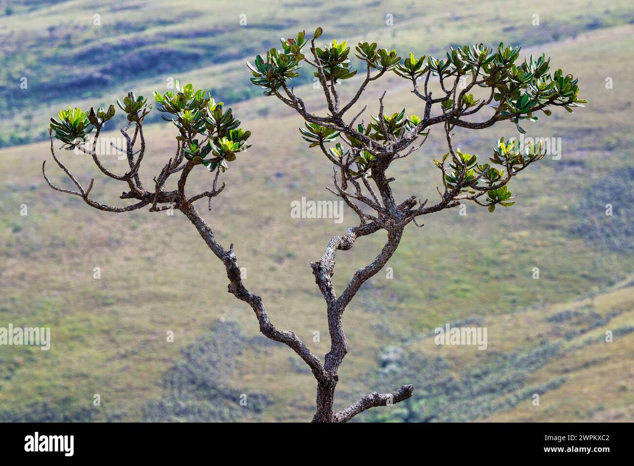 Cerrado-Baum, Serra da Canastra, Minas Gerais, Brasilien, Südamerika Stockfoto