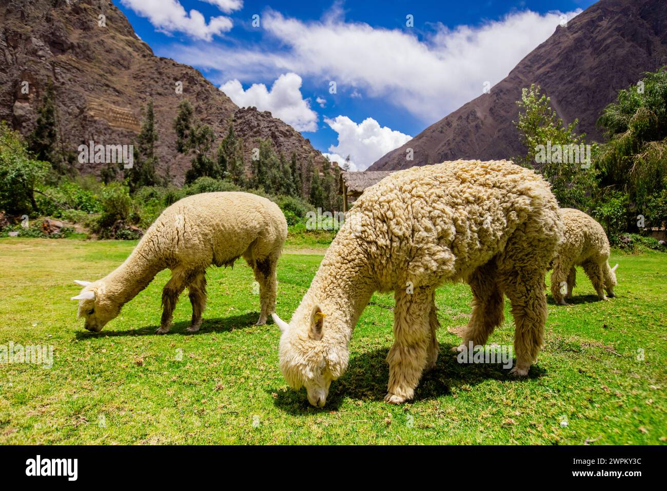 Alpaka in Ollantaytambo, Peru, Südamerika Stockfoto