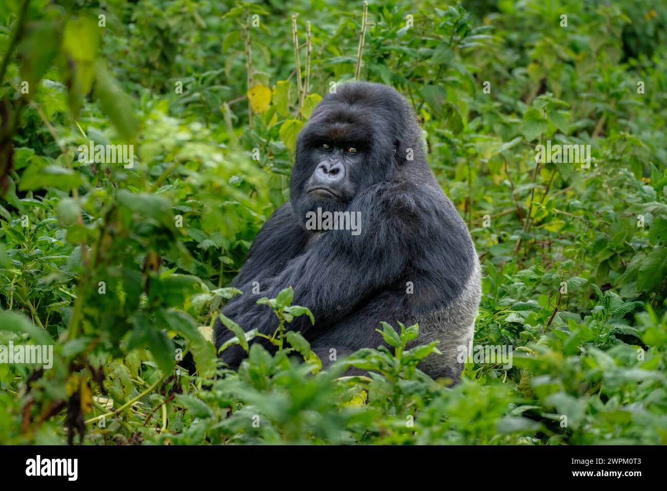 Ein Silverback Berggorilla, ein Mitglied der Familie Agasha in den Bergen des Volcanos National Park, Ruanda, Afrika Stockfoto