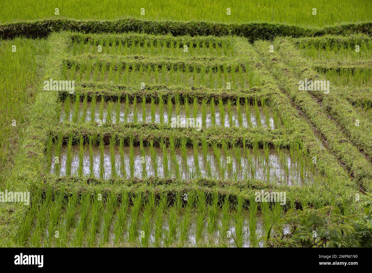 Reisfelder in der Nähe von Muhanga, Ruanda, Afrika Stockfoto