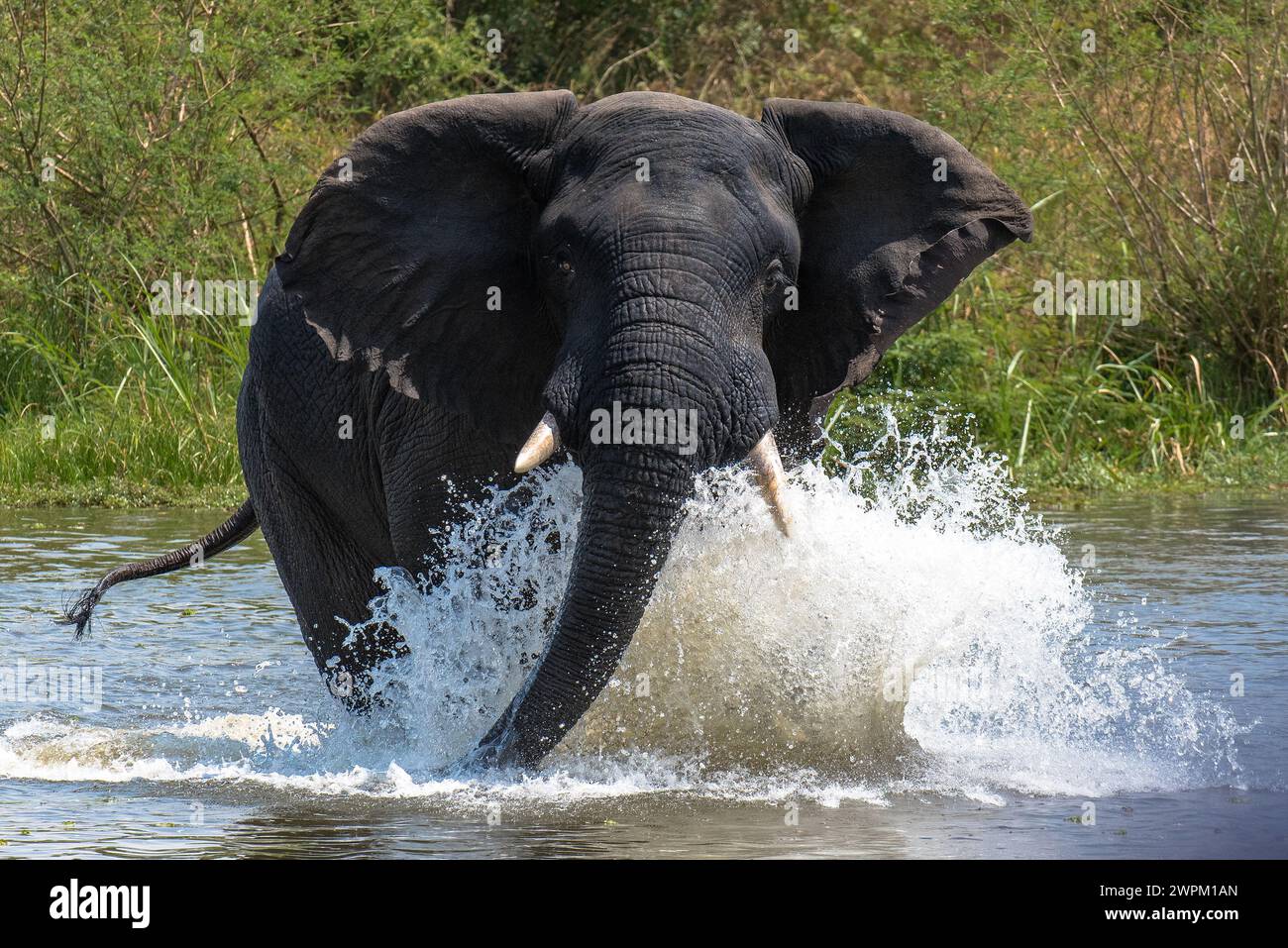 Wütender Elefant, Murchison Falls National Park, Uganda, Ostafrika, Afrika Stockfoto