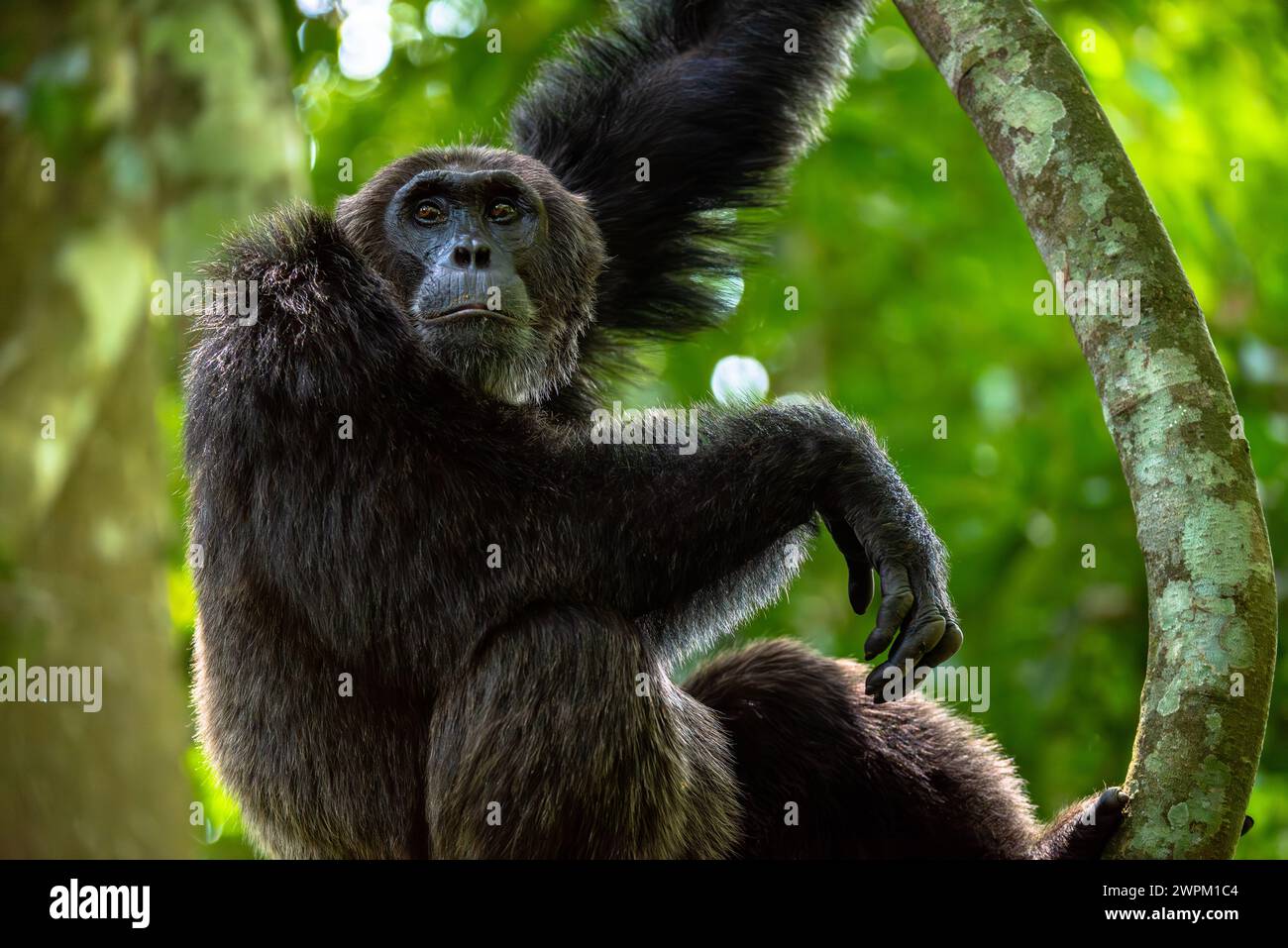 Ein Schimpanse steht auf einem Zweig, Budongo Forest, Uganda, Ostafrika, Afrika Stockfoto