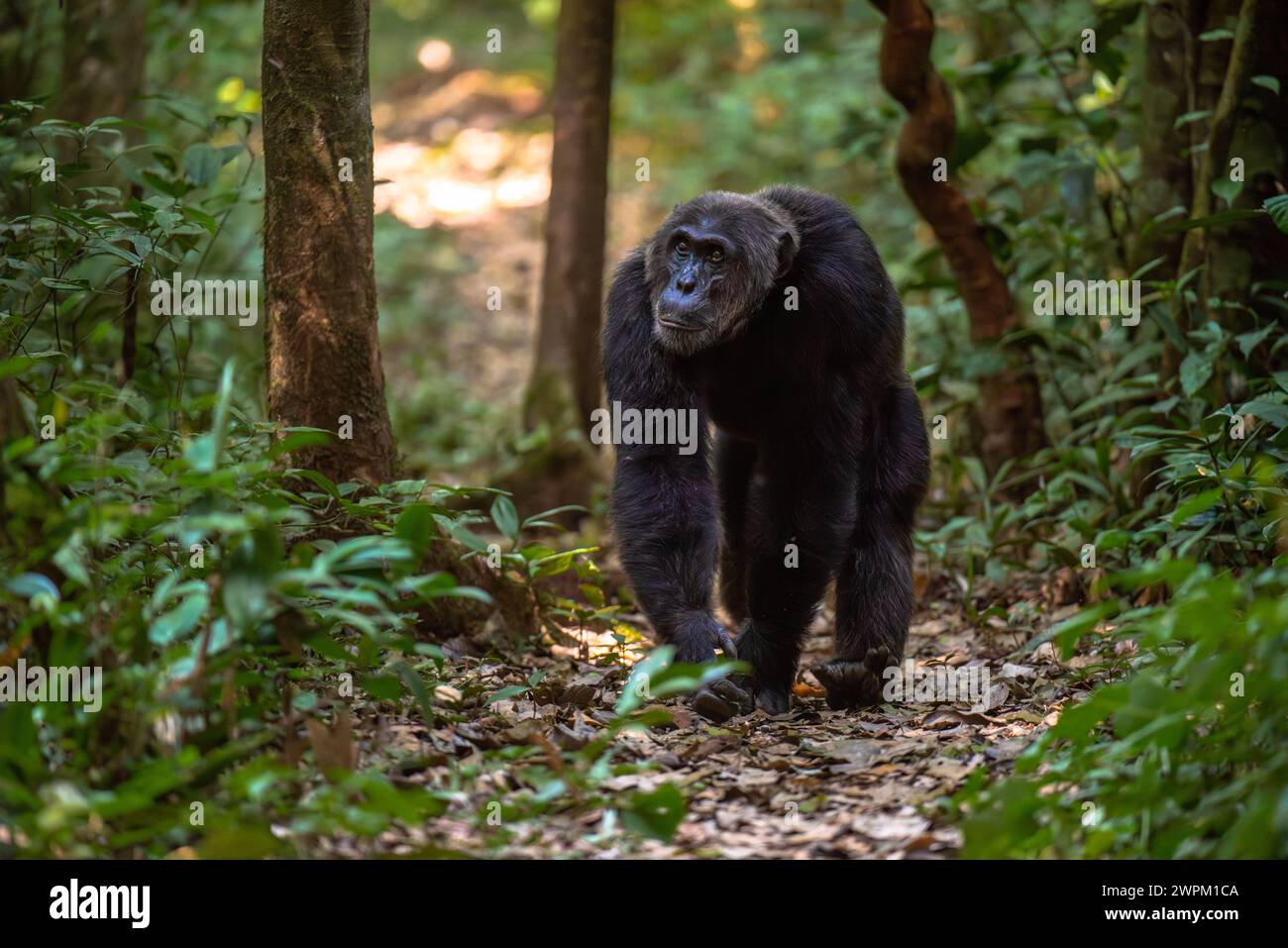 Schimpansen gehen auf einem Waldweg, Budongo Forest, Uganda, Ostafrika, Afrika Stockfoto