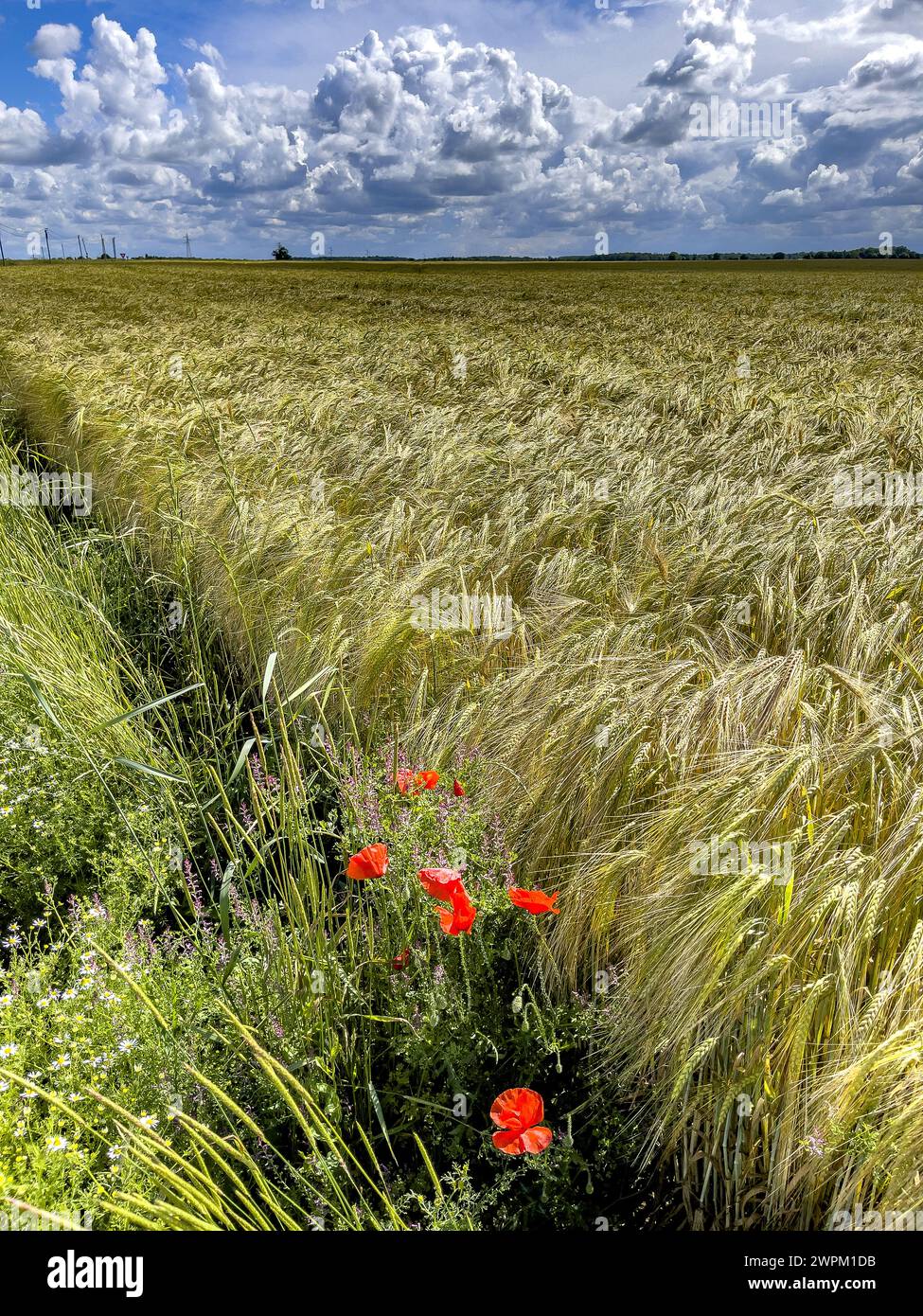 Mohnblumen und Feld unter bewölktem Himmel in Eure, Normandie, Frankreich, Europa Stockfoto