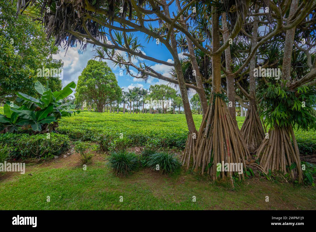 Blick auf Teepflanzen im Feld in der Bois Cheri Tea Factory, Savanne District, Mauritius, Indischer Ozean, Afrika Stockfoto