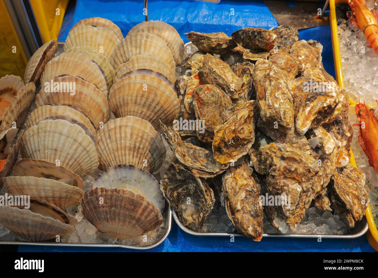 Frische Austern zum Verkauf auf dem Kuromon Ichiba Fish Market, Osaka, Japan Stockfoto
