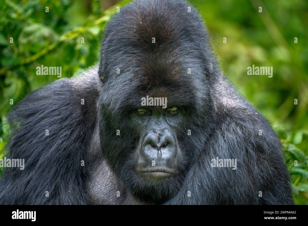 Ein Silverback Berggorilla, Mitglied der Familie Agasha in den Bergen des Volcanos National Park, Ruanda, Afrika Copyright: SpencerxClark 1320- Stockfoto
