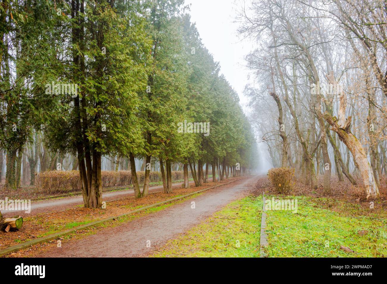 Schotterweg im Park. Bäume im Nebel. Schneefreier Winter oder Frühjahrswetter aufgrund des Klimawandels Stockfoto