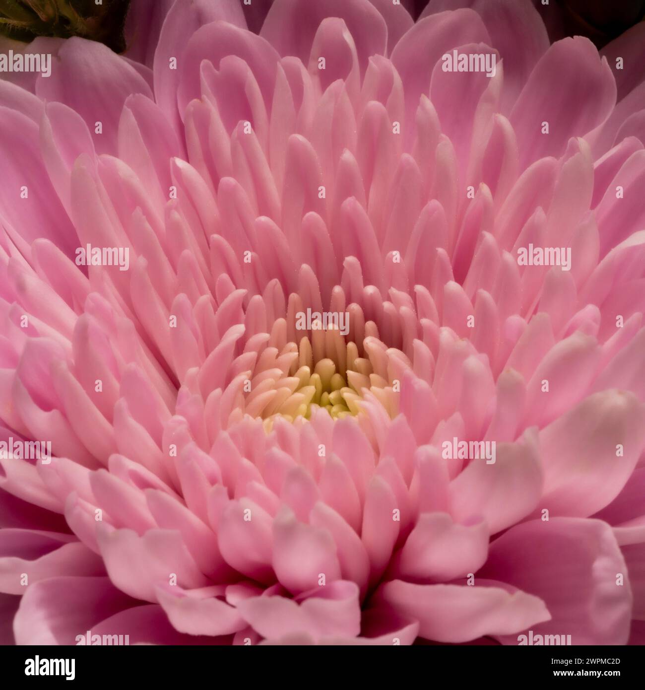 Nahaufnahme der Mittelblätter einer rosafarbenen Chrysanthemenblume Stockfoto