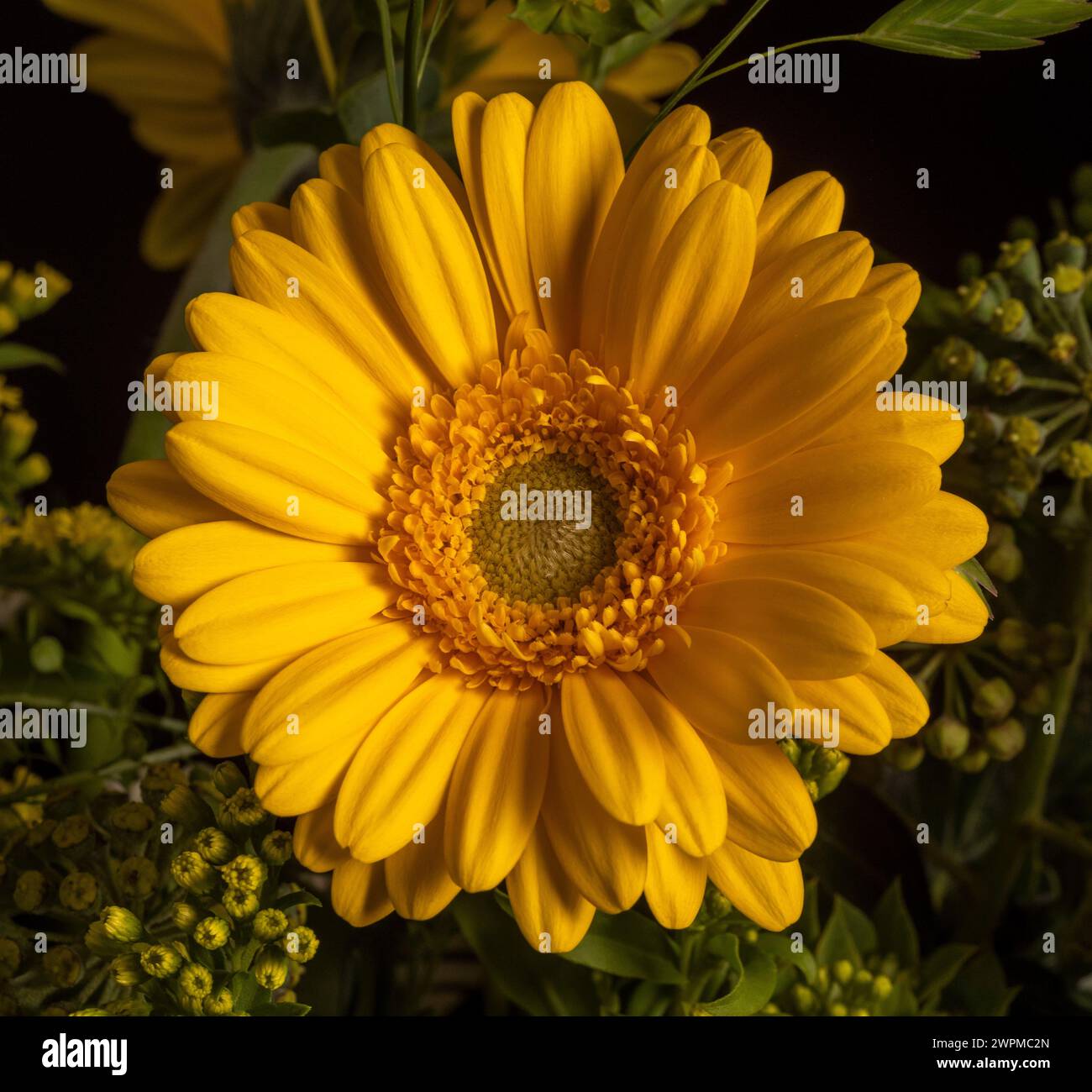 Nahaufnahme einer gelben Gerbera im Blumenarrangement. Stockfoto