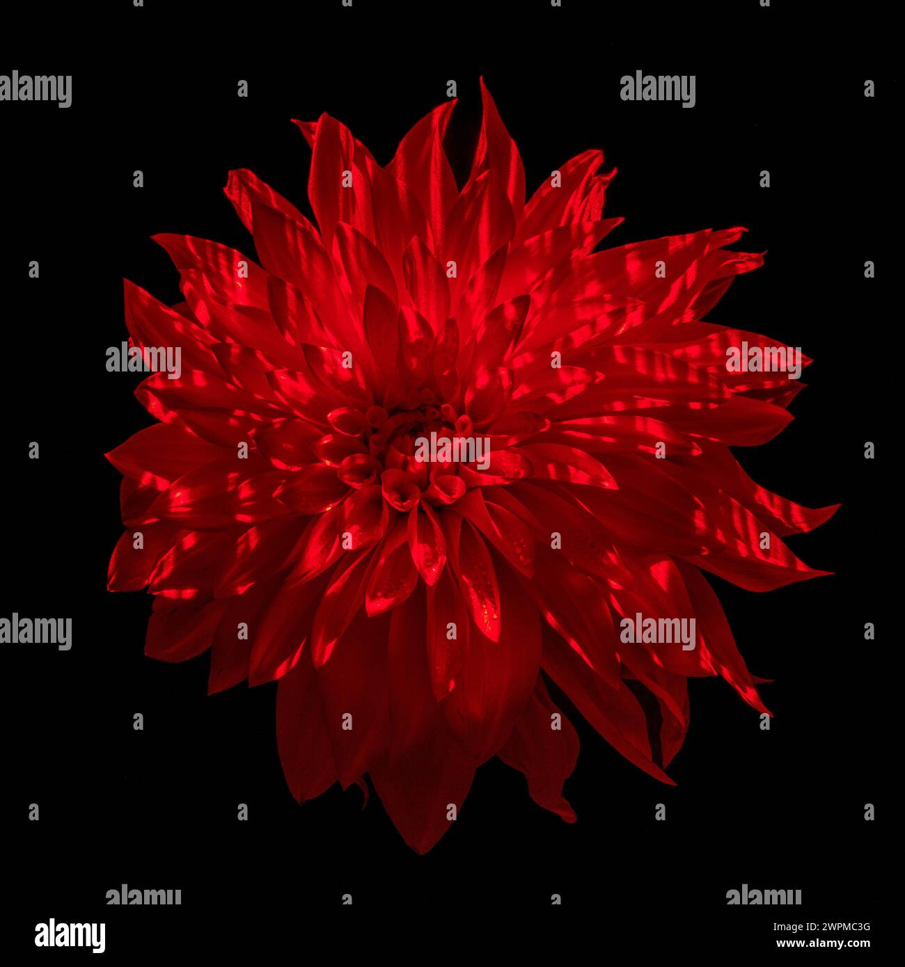 Studio-Aufnahme einer Dahlienblume mit rotem Licht vor schwarzem Hintergrund. Stockfoto