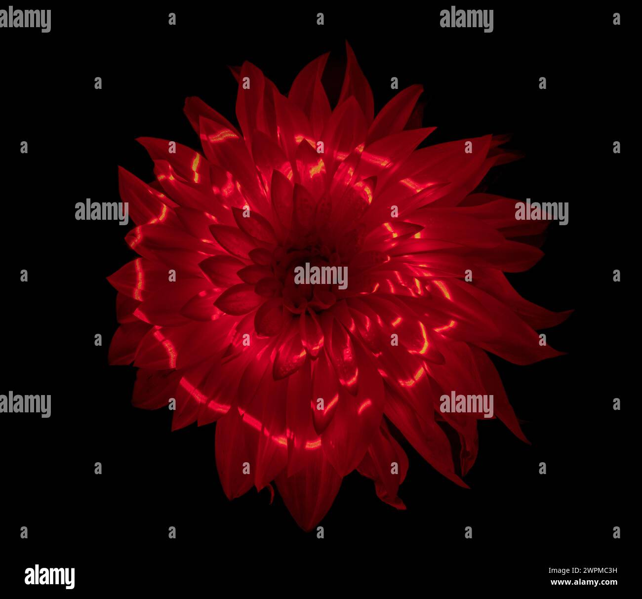 Studio-Aufnahme einer Dahlienblume mit rotem Licht vor schwarzem Hintergrund. Stockfoto