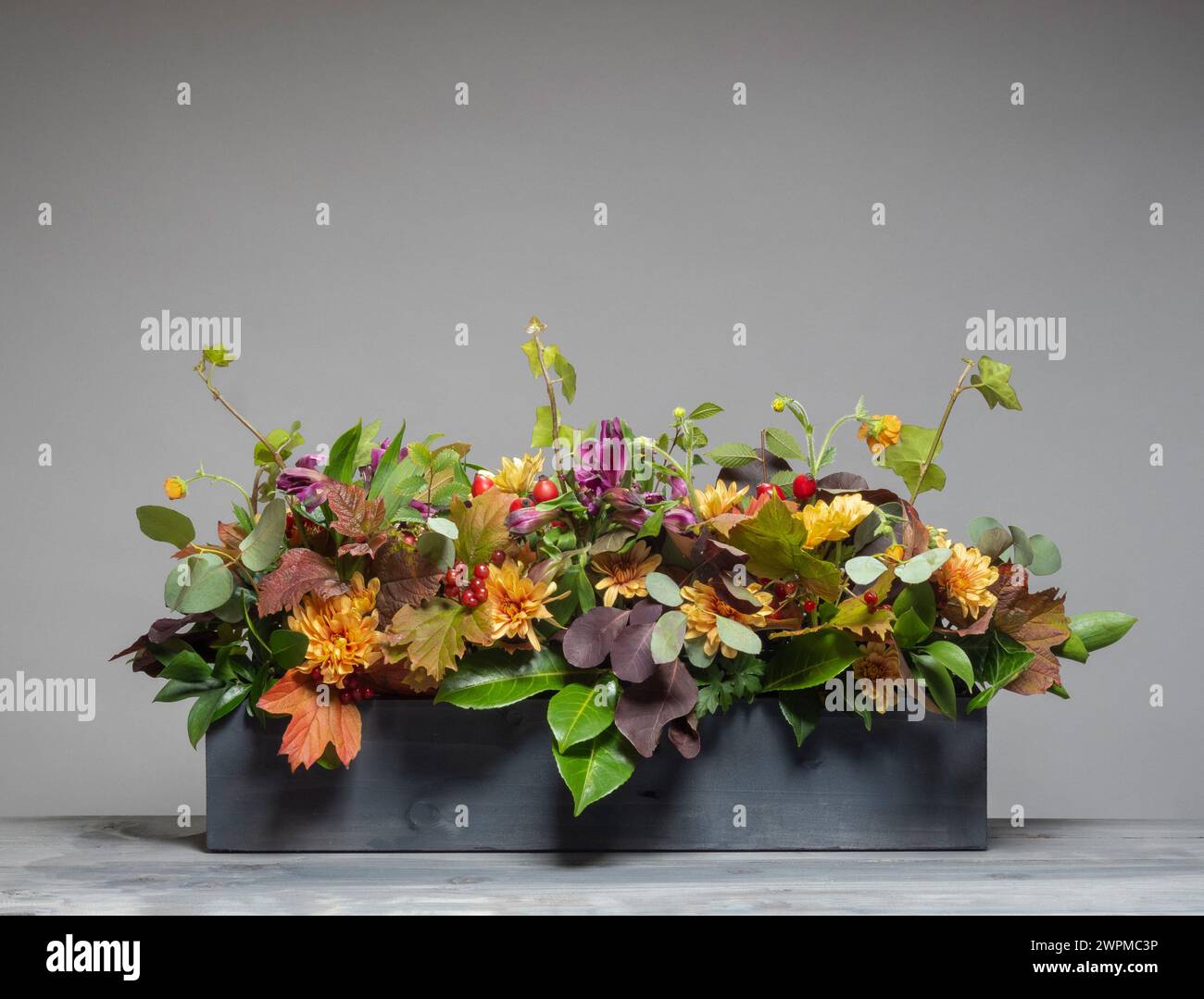 Horizontales Blumenarrangement mit Herbstmotiv und Blumen in einem langen grauen Holzkasten vor grauem Hintergrund. Stockfoto