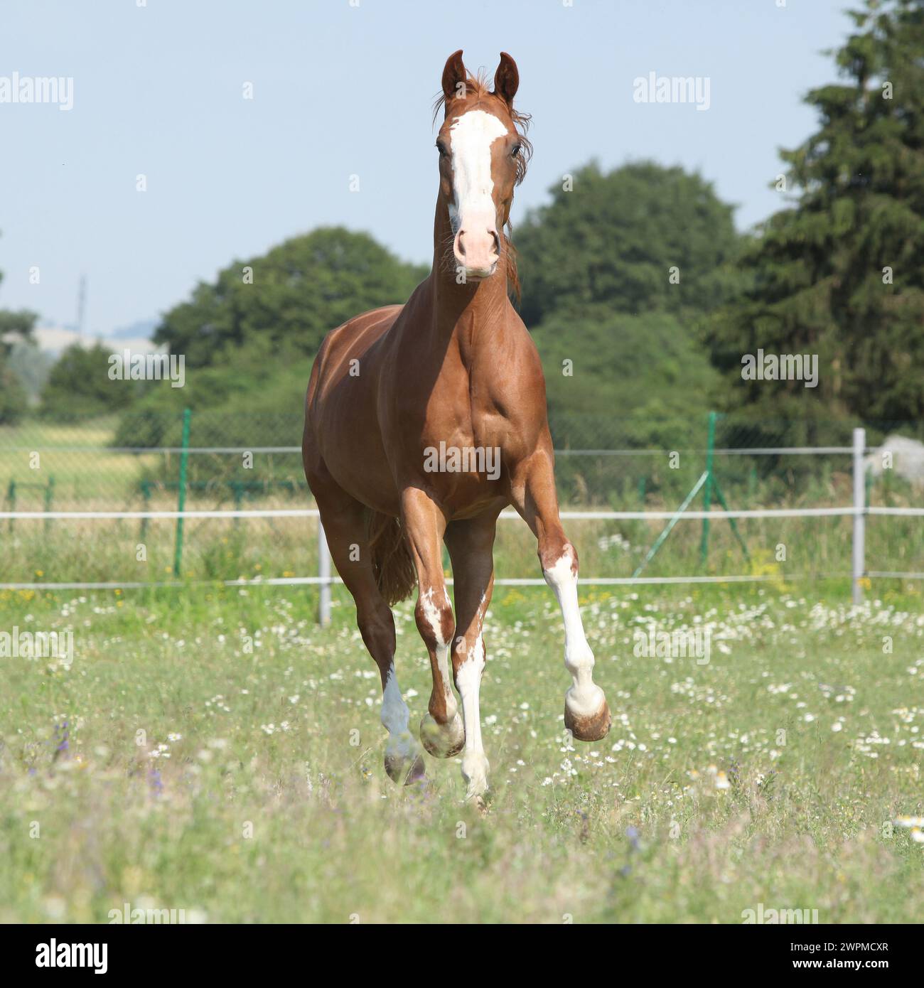 Wunderschönes Kinsky-Pferd, das im Sommer auf Weide läuft Stockfoto