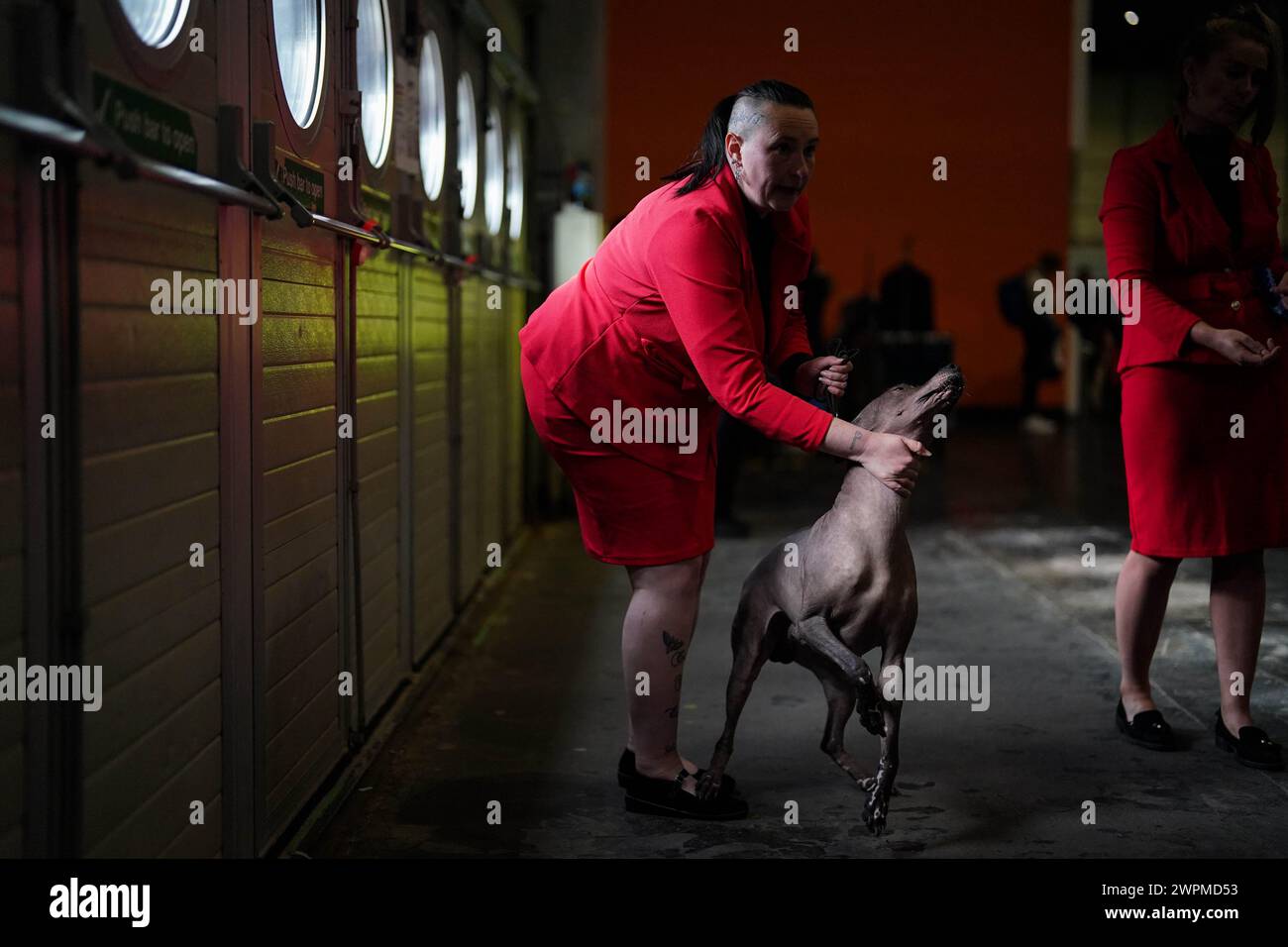 Handler mit ihrem Xoloitzcuintle am zweiten Tag der Crufts Dog Show im National Exhibition Centre (NEC) in Birmingham. Bilddatum: Freitag, 8. März 2024. Stockfoto