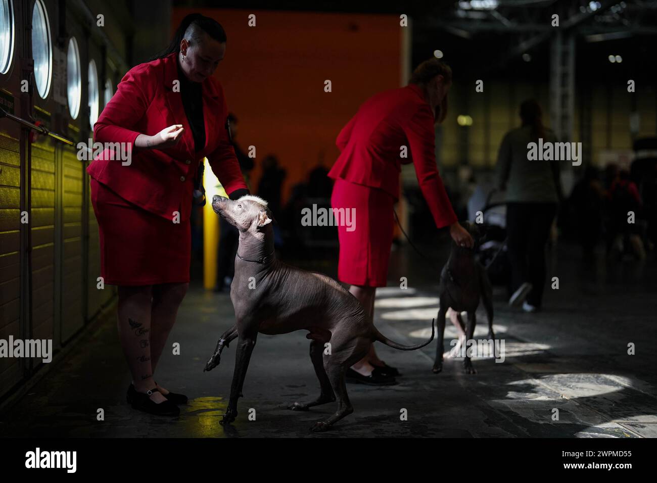 Handler mit ihrem Xoloitzcuintle am zweiten Tag der Crufts Dog Show im National Exhibition Centre (NEC) in Birmingham. Bilddatum: Freitag, 8. März 2024. Stockfoto