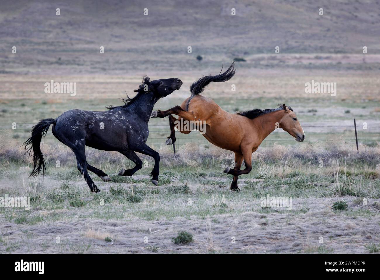 Die Wildpferdeherde des Onaqui Mountain hat eine leichte bis mittelschwere Struktur und ist in Farben wie Sauerampfer, roan, Buchleder, Schwarz, Palomino, und grau. Stockfoto