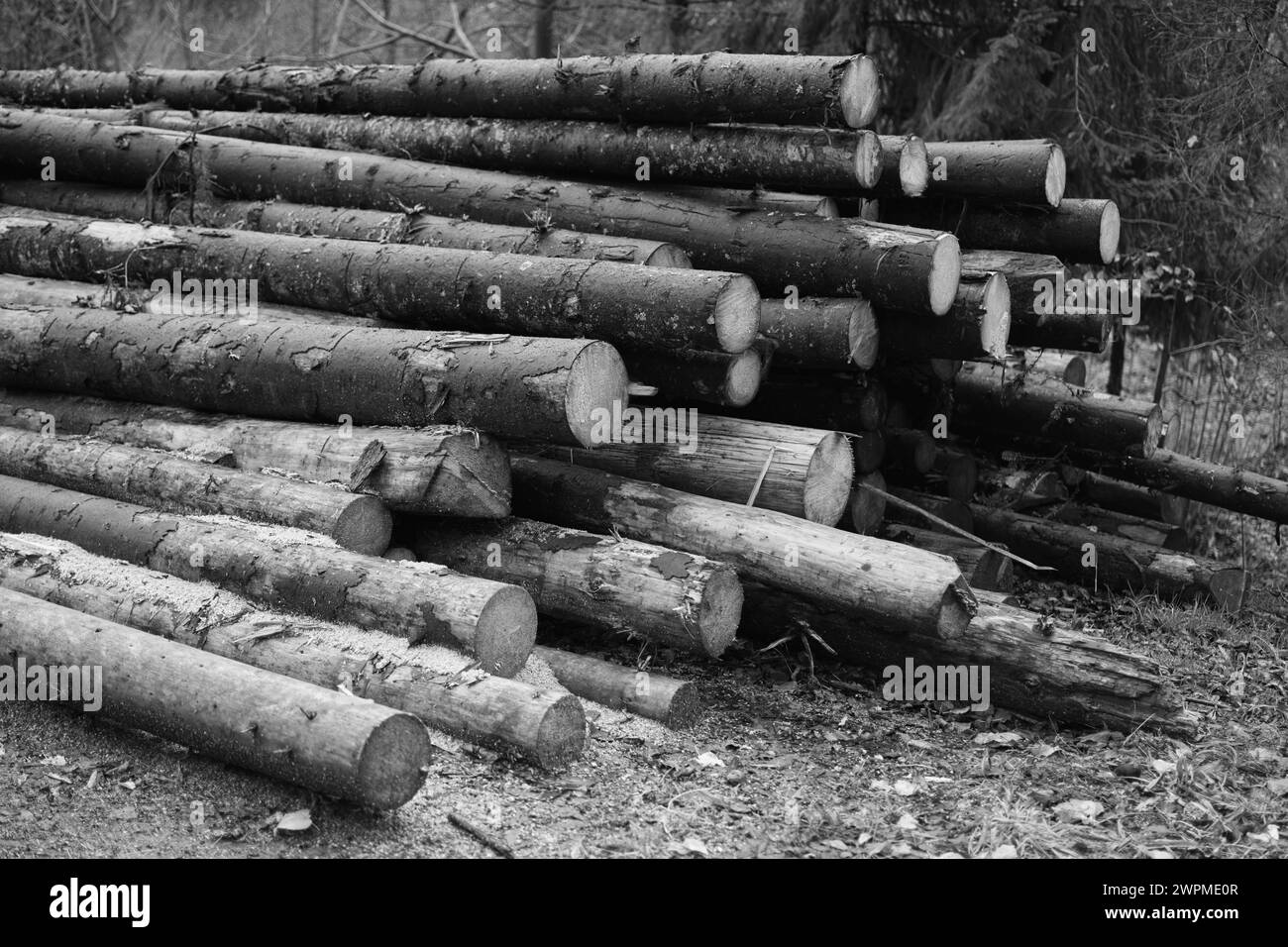 Fichtenstapel. Aus dem Wald gesägte Bäume. Holzholzindustrie. Schneiden Sie Bäume entlang einer für die Entfernung vorbereiteten Straße. Hochwertiges Foto Stockfoto