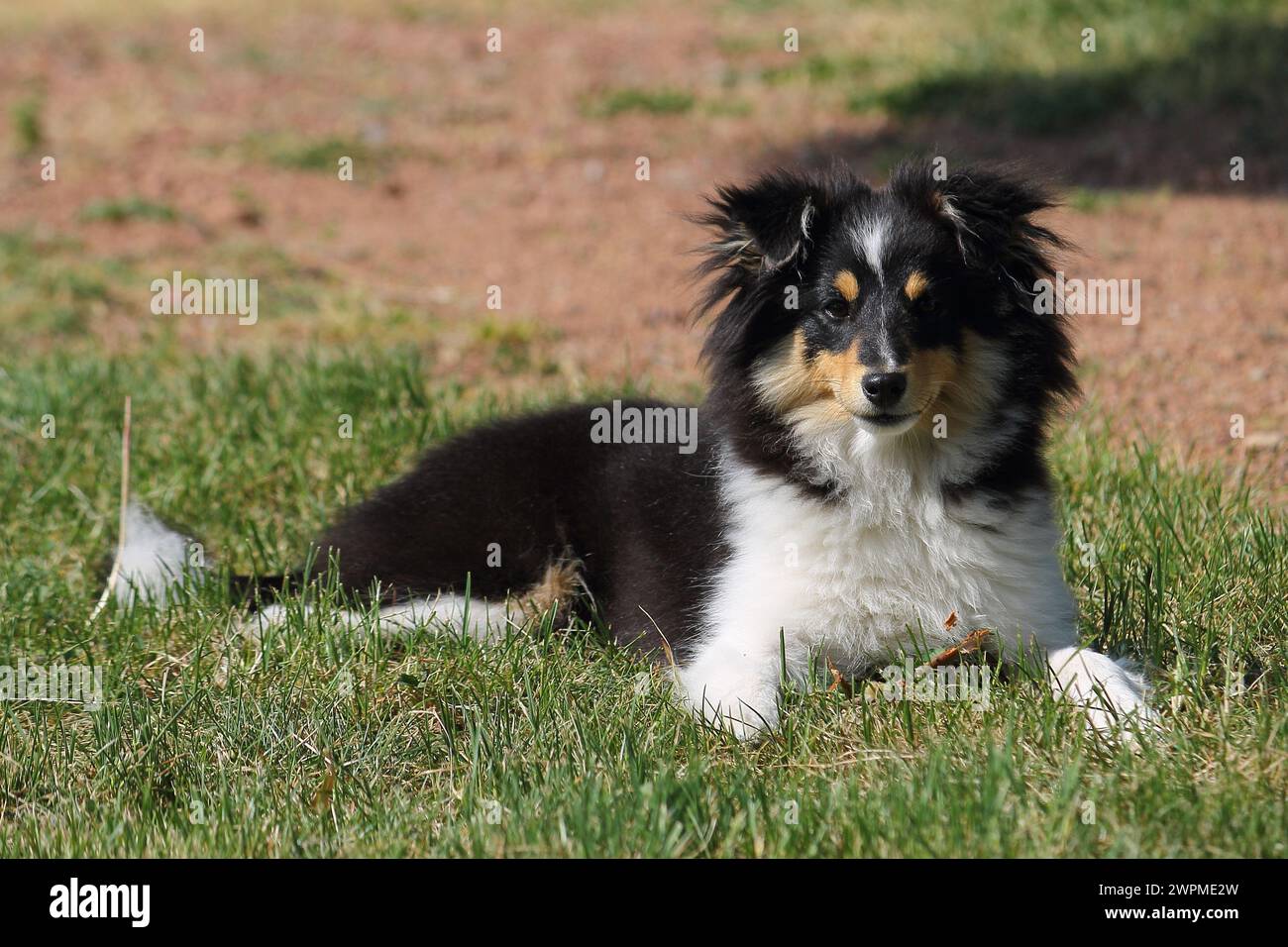 ★ Hund / Chien ★ Foto Original ★ Photographie d'animaux ★ ★ Animaux de compagnie ★ Crédit Foto : Serge Rokita ! Stockfoto