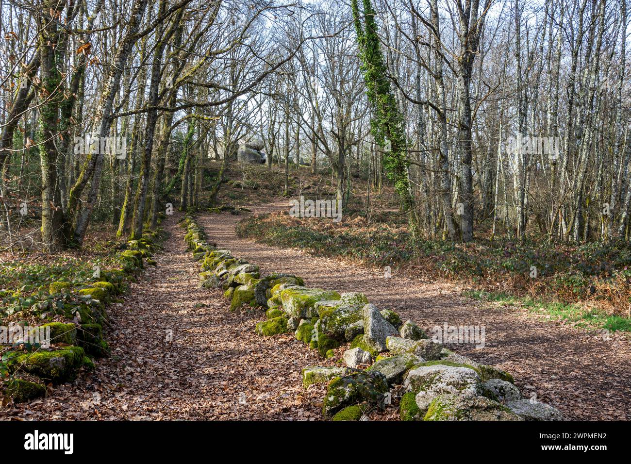 Ein Steinweg durch den Wald in Creuse, Frankreich. Stockfoto
