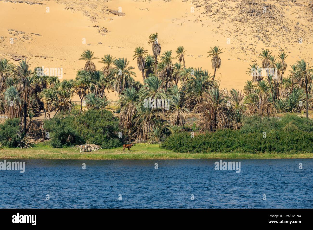 Sanddünen und Palmen am Ufer des Nils in der Nähe von Assuan, Ägypten Stockfoto