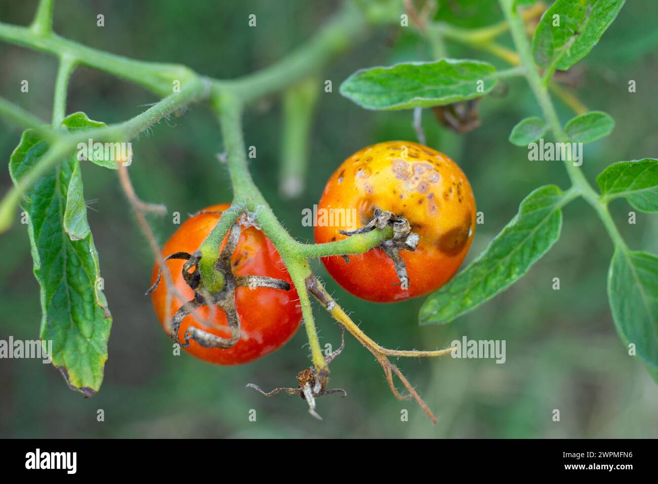 Kranke, verdorbene Tomaten mit Flecken wachsen auf dem Busch. Gemüse, das von Spätfäule betroffen ist. Stockfoto