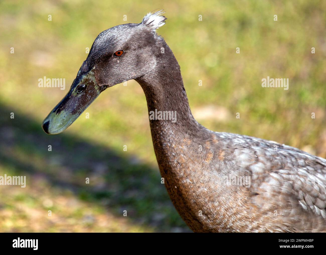 Hausmallard (Anas platyrhynchos domesticus) genießt das ruhige Wasser der städtischen Parks Teiche, ein vertrauter Anblick für Stadtbewohner. Stockfoto