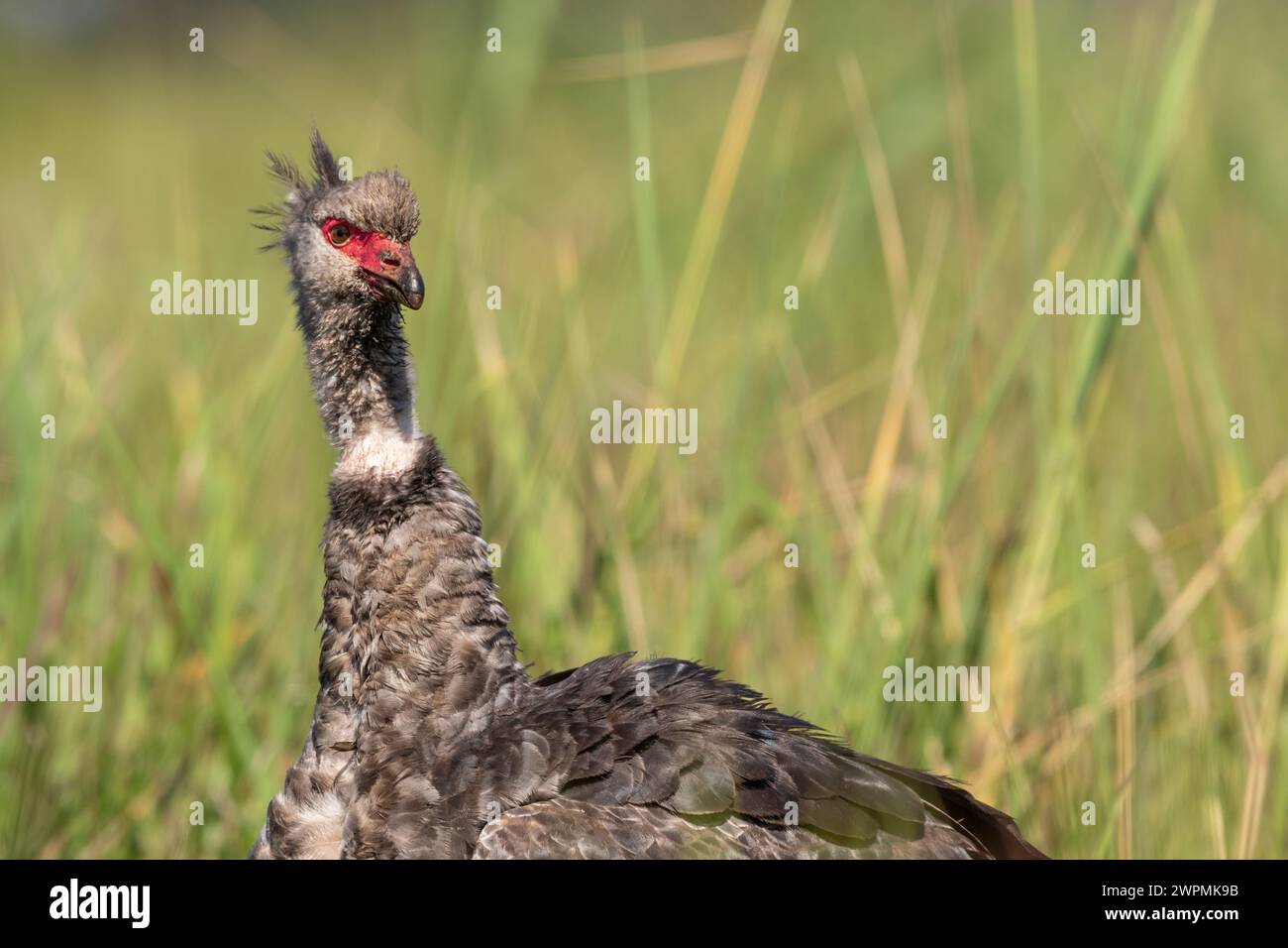 Nahaufnahme eines südländischen Screamer, der die Kamera im Grasland im Pantanal in Brasilien betrachtet Stockfoto