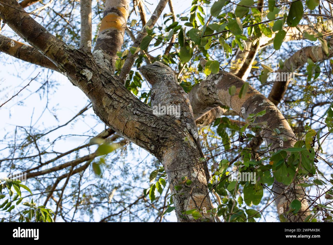 Toller Pottoo mit perfekter Tarnung auf einem Baumstamm im Pantanal in Brasilien Stockfoto
